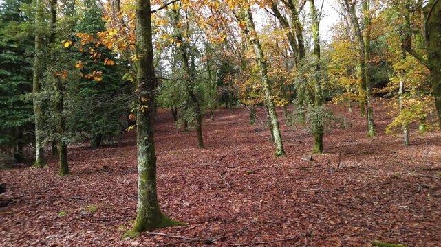 percurso para tr&aacute;s na floresta no outono