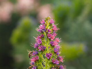 Bee On Viper's Bugloss Plant (Echium Vulgare)