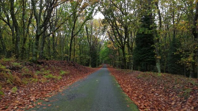 Percorrendo a estrada de asfalto na floresta no outono