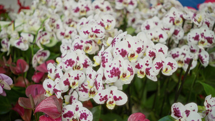Beautiful white orchids with striking purple spots flourish outdoors in the netherlands garden,...