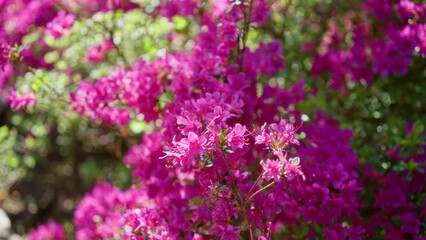 Obraz premium Bright azalea flowers in vivid pink bloom outdoors in a lush garden setting under sunlight, showcasing vibrant colors and natural beauty in the netherlands.