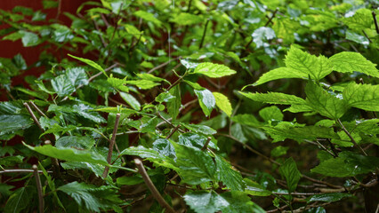 Lush green leaves of a plant outdoors with water droplets in spain showcasing vibrant foliage and natural texture against a blurred red background creating a fresh atmosphere