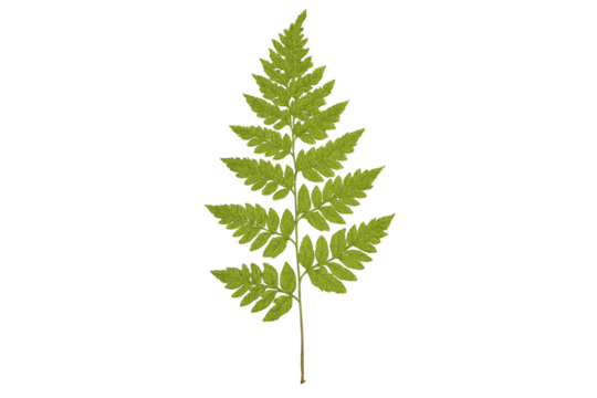 Green fern frond botanical element on transparent background - Powered by Adobe