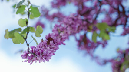 Vibrant cercis siliquastrum blossoms against a clear blue sky in sunny torrevieja, spain, showcasing pink flowers and green leaves on an outdoor branch during spring.
