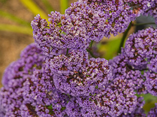 Pretty Sea Lavender Limonium Perezii