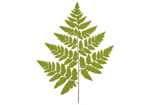 Green fern leaf frond on transparent background