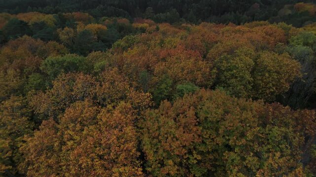 Revela&ccedil;&atilde;o a&eacute;rea de &aacute;rvores da floresta no Outono