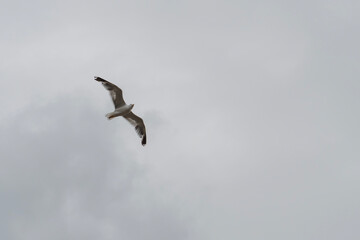 Möwe im Flug vor grauem Himmel am Atlantik, Baskenland, San Sebastian