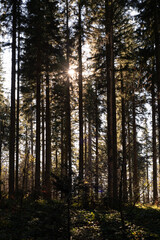 Sonnenstrahlen brechen durch hohe, gerade Nadelb&auml;ume in einem dichten Wald. Der Boden ist mit Laub und Pflanzen bedeckt, die Szene wirkt ruhig, nat&uuml;rlich und atmosph&auml;risch, keine Menschen sichtbar.