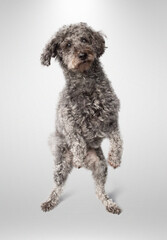 Kleiner grau-gelockter Hund sitzt aufrecht vor hellem Hintergrund