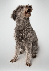 Ein kleiner, grau-gelockter Hund steht vor neutralem, hellem Hintergrund und blickt aufmerksam nach oben. Das Fell ist dicht und lockig, die Haltung wirkt neugierig und freundlich