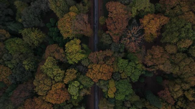 Percorrendo a estrada na floresta no outono 