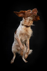 Ein mittelgro&szlig;er Hund mit wei&szlig;-braunem Fell sitzt vor schwarzem Hintergrund und bellt, schnappt oder zeigt die Z&auml;hne. Die Szene wirkt dynamisch und ausdrucksstark, das Tier steht im Mittelpunkt.