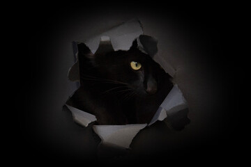 Eine schwarze Katze mit leuchtend gelbem Auge blickt neugierig durch ein Loch in dunklem Papier oder Karton. Der Hintergrund ist komplett schwarz, das Motiv wirkt geheimnisvoll und kreativ.