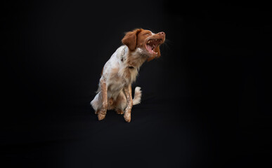 Ein mittelgro&szlig;er Hund mit wei&szlig;-braunem Fell sitzt vor schwarzem Hintergrund und bellt, schnappt oder zeigt die Z&auml;hne. Die Szene wirkt dynamisch und ausdrucksstark, das Tier steht im Mittelpunkt.