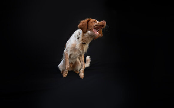 Ein mittelgro&szlig;er Hund mit wei&szlig;-braunem Fell sitzt vor schwarzem Hintergrund und bellt, schnappt oder zeigt die Z&auml;hne. Die Szene wirkt dynamisch und ausdrucksstark, das Tier steht im Mittelpunkt.