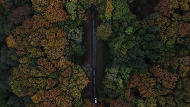 Seguindo a estrada na floresta no Outono com carro branco a passar