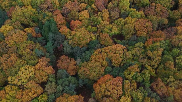 vista a&eacute;rea de &aacute;rvores na floresta no Outono