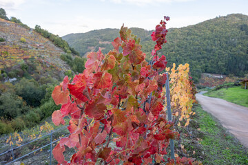 Autumn vineyard changing colors in a rural landscape