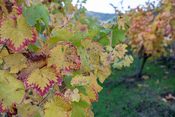 Grapevine leaves changing colors in autumn vineyard