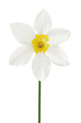 White daffodil narcissus L. blooming flower head, isolated detailed vertical macro closeup, rain water droplets, yellow amaryllis jonquil dewdrops, vibrant raindrops, bright waterdrops, spring concept