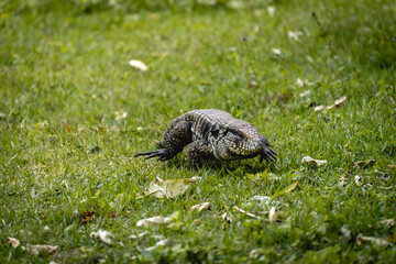 Argentine black and white tegu lizard (Salvator merianae) walking on grass in São Paulo, Brazil