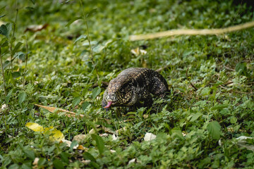 Argentine black and white tegu lizard (Salvator merianae) walking on grass in São Paulo, Brazil