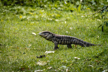 Argentine black and white tegu lizard (Salvator merianae) walking on grass in São Paulo, Brazil