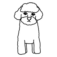 Hand drawn vector doodle set with cute maltipoo, poodle mix dog