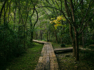 Fototapeta premium 分岐する木道の山道 人生の岐路を象徴する森林風景
