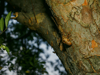 クマゼミの蝉の抜け殻