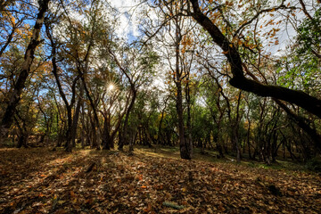 Autumn Sunlight on Beekman Loop Trail in Oregon