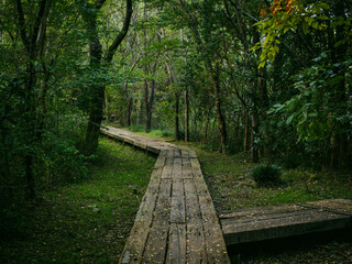 分岐する木道の山道　人生の岐路を象徴する森林風景