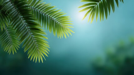 Fototapeta premium Lush Green Fern Leaves Against a Soft Blurry Background with Gentle Light Filtering Through the Foliage in a Serene Nature Scene