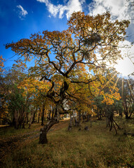 Autumn Blossom in Sursumcorda Heights: A Sunlit Pathway through the Forest