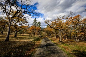 Autumn Pathway in Sursumcorda Heights, Jacksonville, Oregon - A Serene Scenic View
