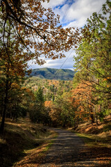 Autumn Pathway in Sursumcorda Heights, Oregon - A Scenic Hiking Trail