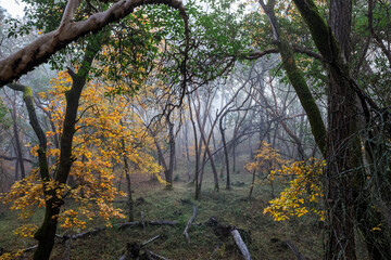 Misty Autumn Forest - A serene and mysterious woodland scene.