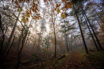 Misty Autumn Forest Path - Beekman Loop Trail, Jacksonville, Oregon