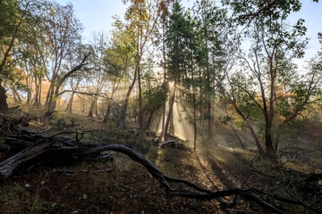 Sunlit Forest Path on Grove Woods Trail in Jacksonville, Oregon