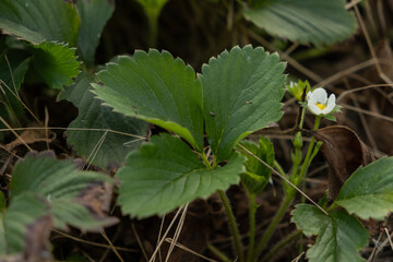 Strawberry plant with green leaves and white blossom