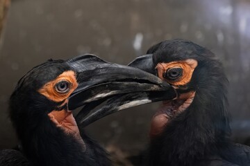 Southern ground hornbill pair touching beaks in close interaction © Nataliia