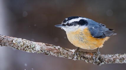 Chickadee on a branch 2