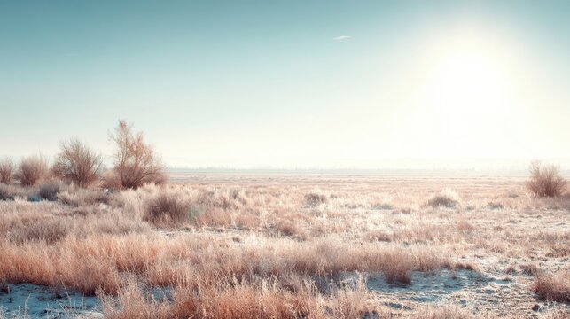 Frosty Morning Landscape with Grass and Trees under Clear Blue Sky, Illuminated by Gentle Sunlight in a Serene Winter Scene