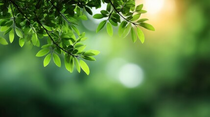 Fototapeta premium Lush Green Leaves Capturing Sunlight in a Soft Focus Background of Nature's Beauty and Tranquility Ideal for Environmental and Botanical Themes