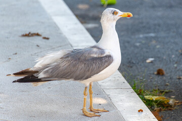 Adult seagull standing on pavement near road with yellow beak and gray wings. The yellow-legged gull