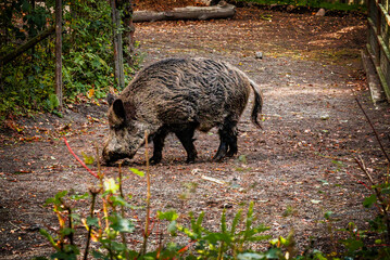 Visitors walking through the historic village in Skansen