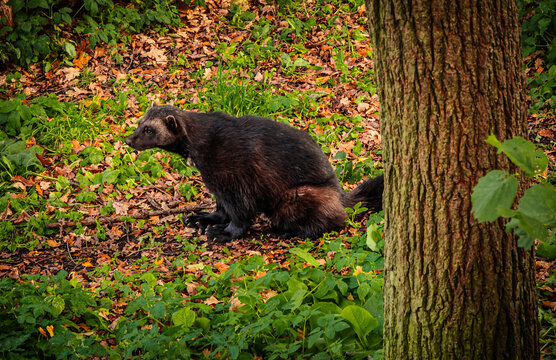 Summer day at Skansen with traditional Nordic buildings