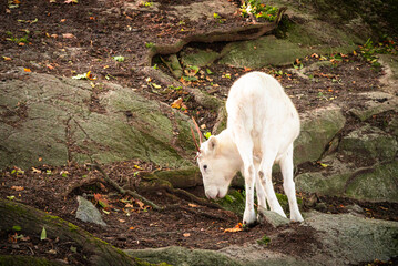Traditional Scandinavian village in Skansen, Stockholm © event