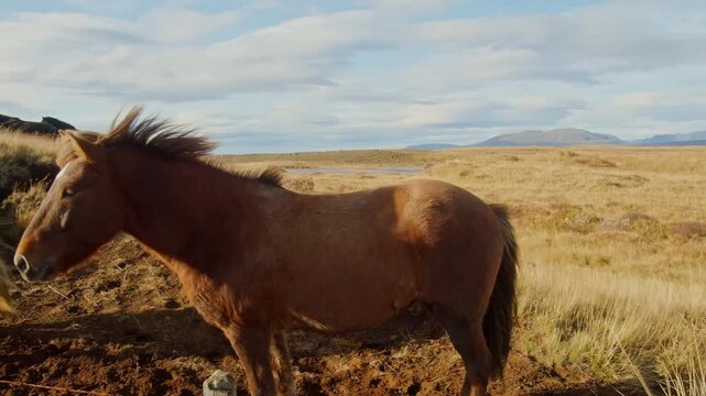 A close up shot of two Icelandic horses with shaggy manes standing on a grassy field on a windy day. The horses, known for their unique gaits and sturdy build, are a symbol of Iceland's rugged landsca